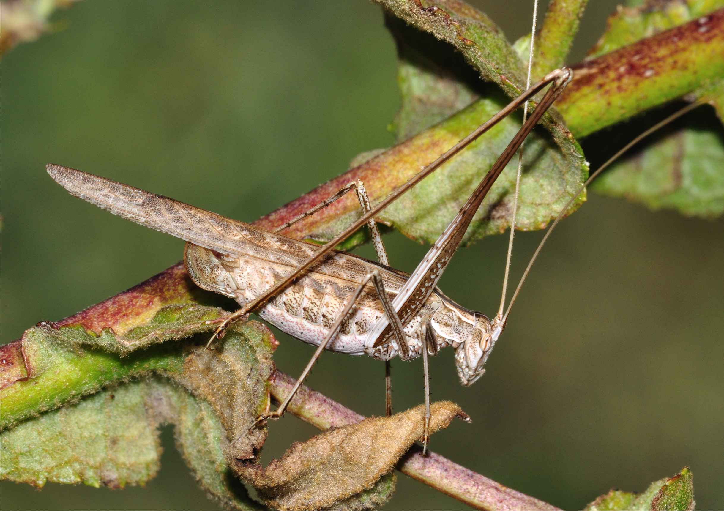 Tutte Tylopsis lilifolia